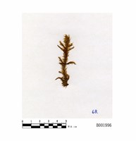 藏品(擬垂枝苔)的圖片